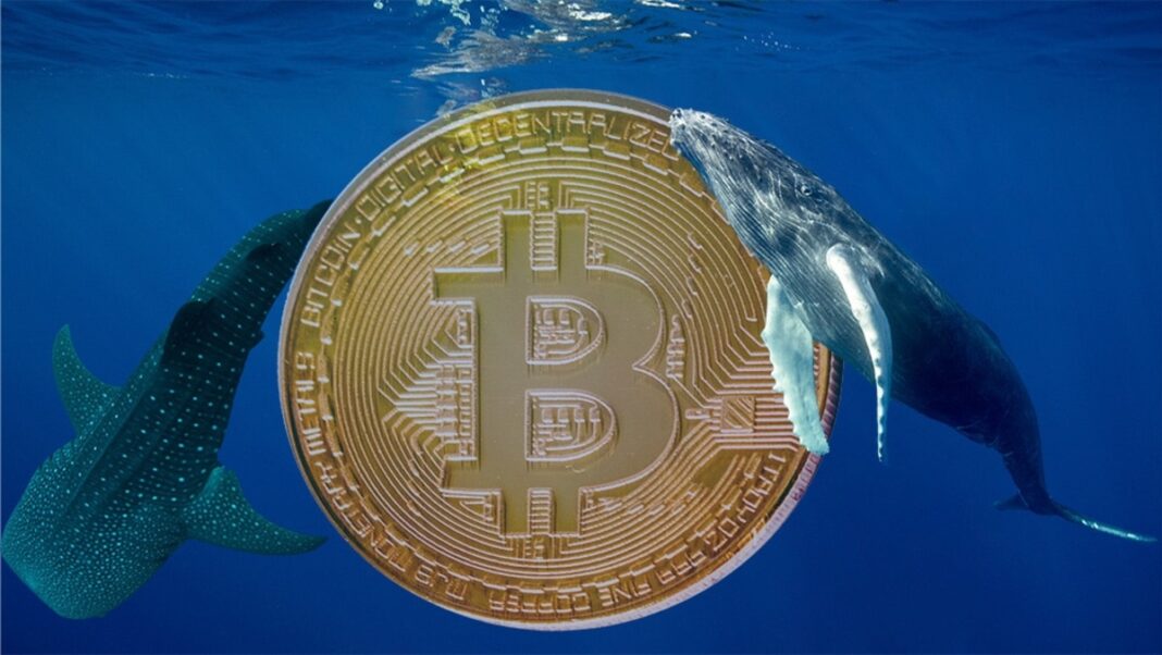El fin de semana de las ballenas Bitcoin no hay venta ni acumulación por qué