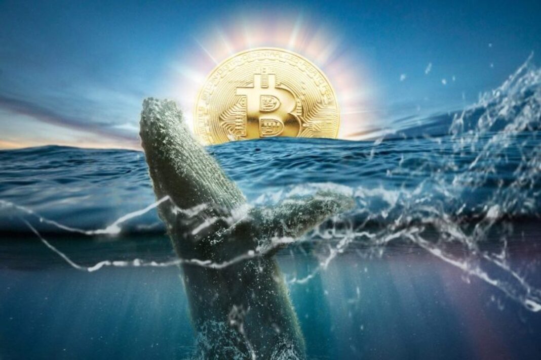 Reporte diario de las ballenas Bitcoin