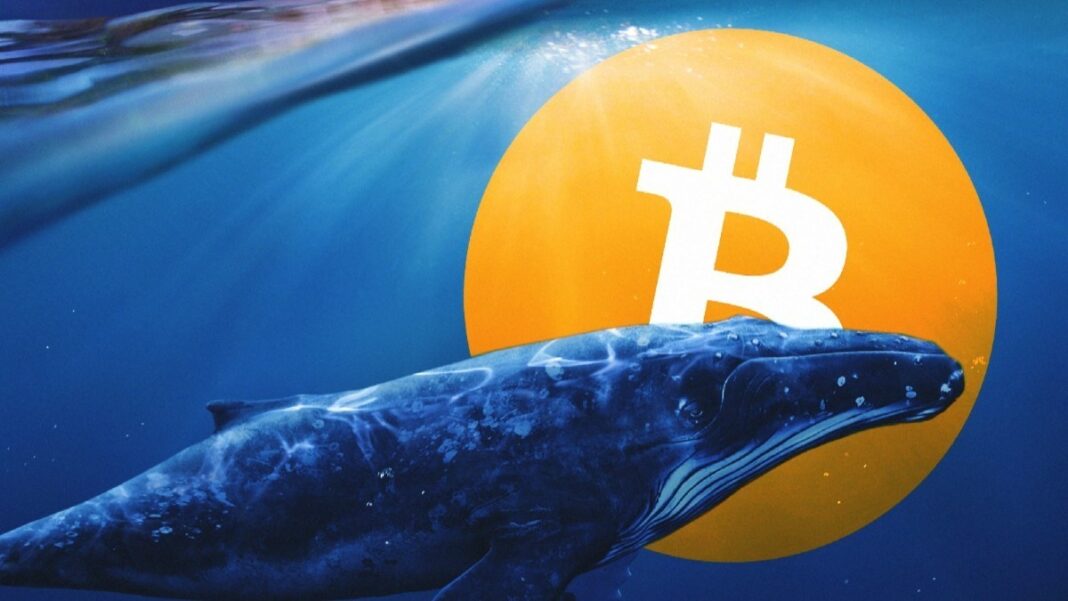 Las ballenas Bitcoin parecen volver al fondo marino 6.345 BTC movilizados en 48 horas