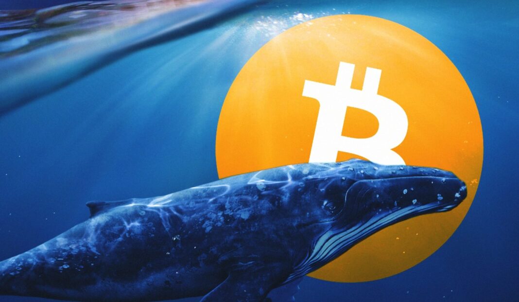 Ballenas Bitcoin movilizan 29.276 BTC en las últimas 24 horas