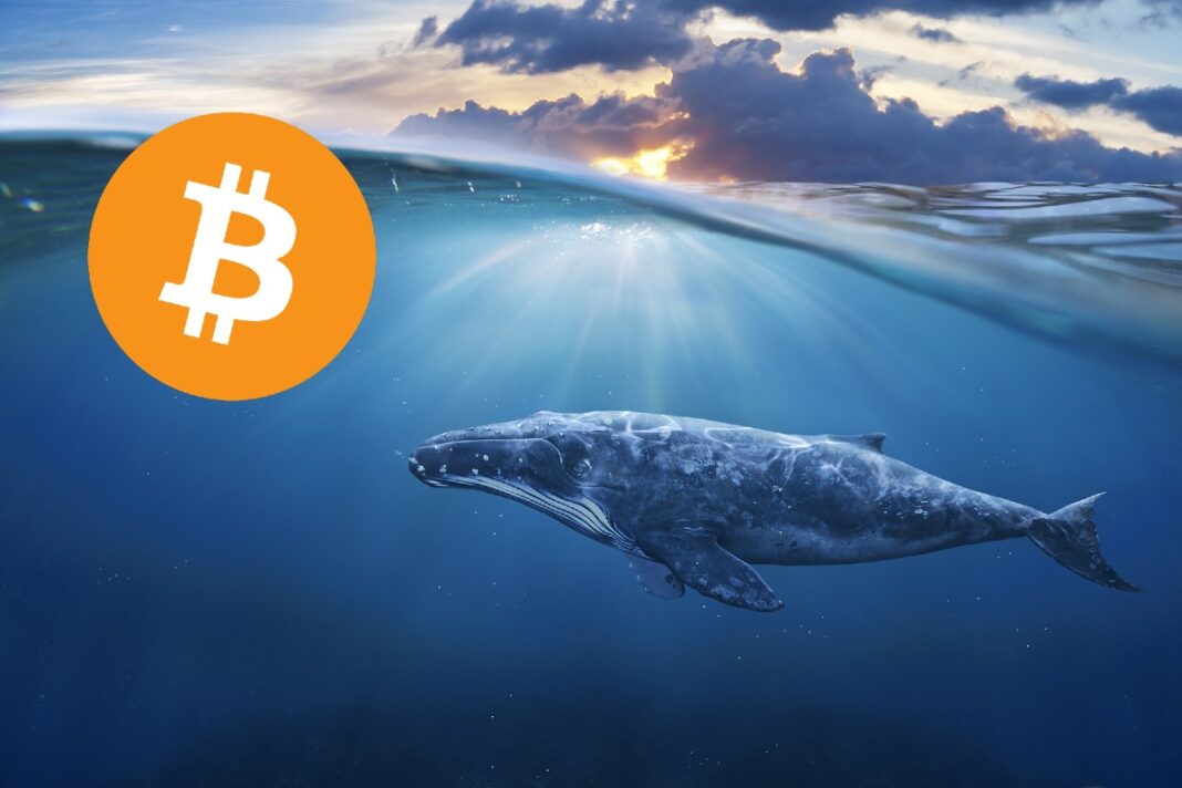 Datos de Bitcoin y la actividad de las ballenas a dónde se dirige BTC