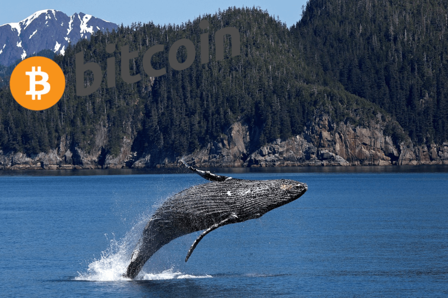 Las ballenas Bitcoin movilizan 22.082 BTC desde el viernes