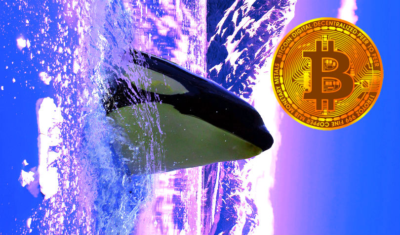 Actualización de las últimas 24 horas Las ballenas Bitcoin no descansan y transfieren 71.194 BTC