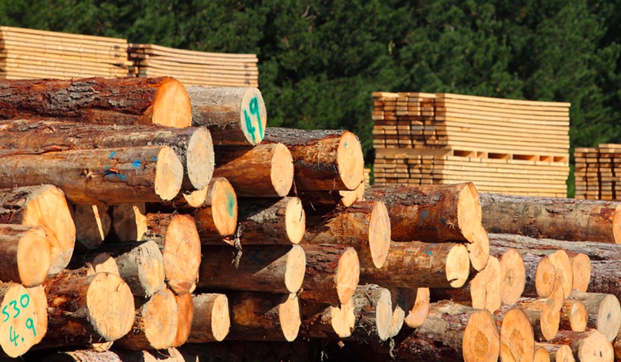 El precio de la madera continúa aumentando peligros a la vista