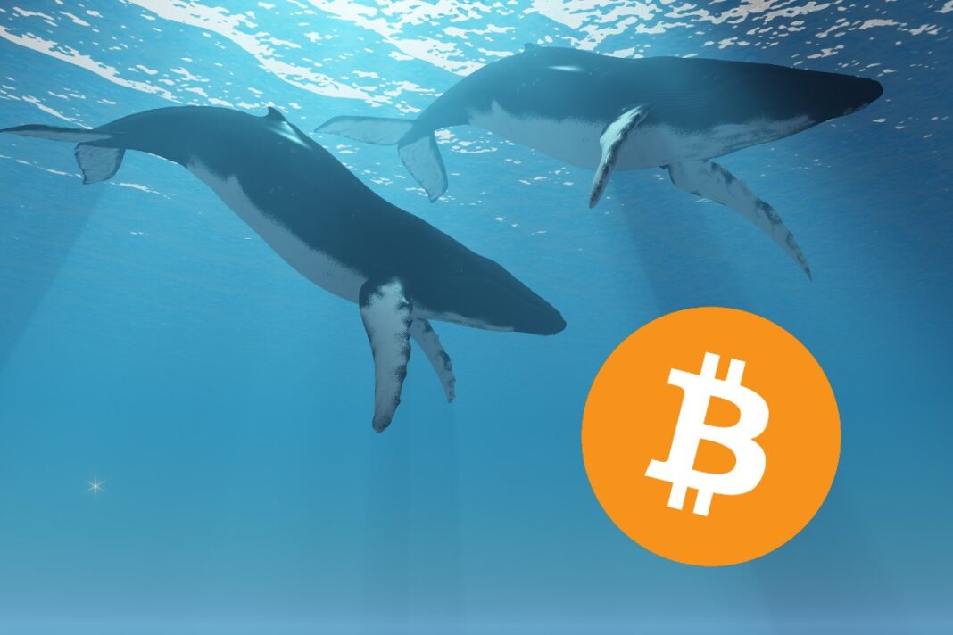 Ballenas Bitcoin movilizan 24036 BTC en las últimas horas tendencias diarias destacadas