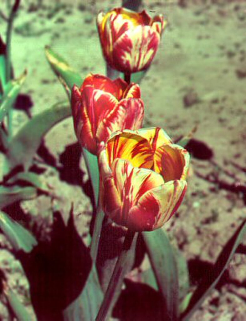 Ejemplar de los tulipanes "rotos" que tanto furor desencadenaron en su momento hasta que explotó la burbuja. Fuente: Stringfixer