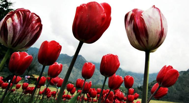 ¿Cómo se desató la burbuja de los tulipanes?