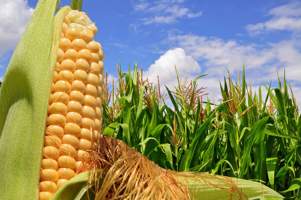 Brasil continúa con las exportaciones de maíz a China